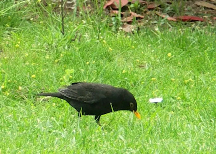 D'hotes El Vigot Plaza Caen